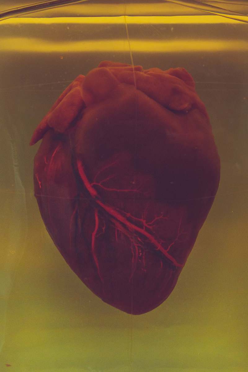 heart human heart animal