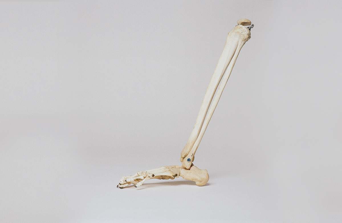 gold human leg skeleton anatomy