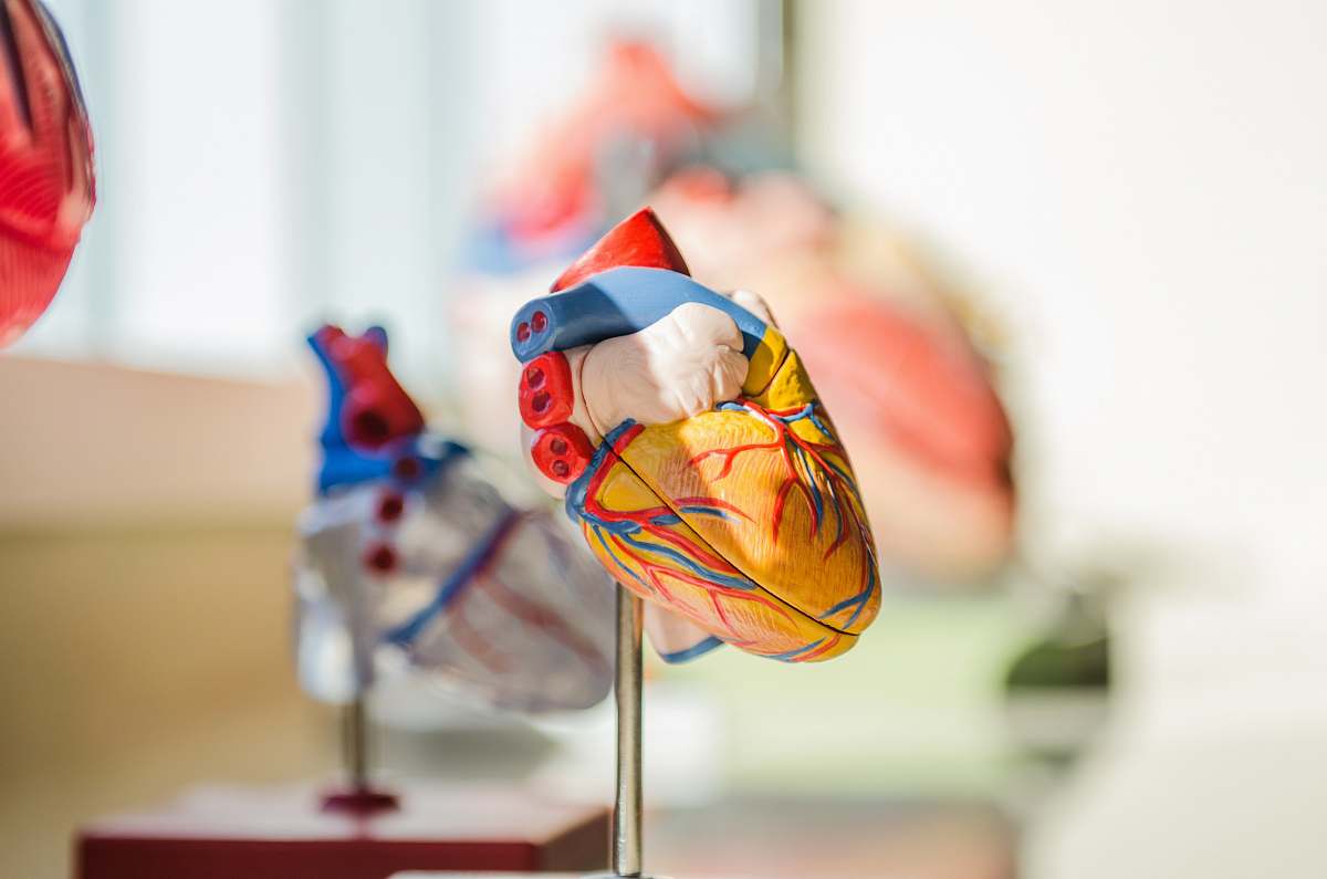 food selective focus photography of heart organ illustration confectionery
