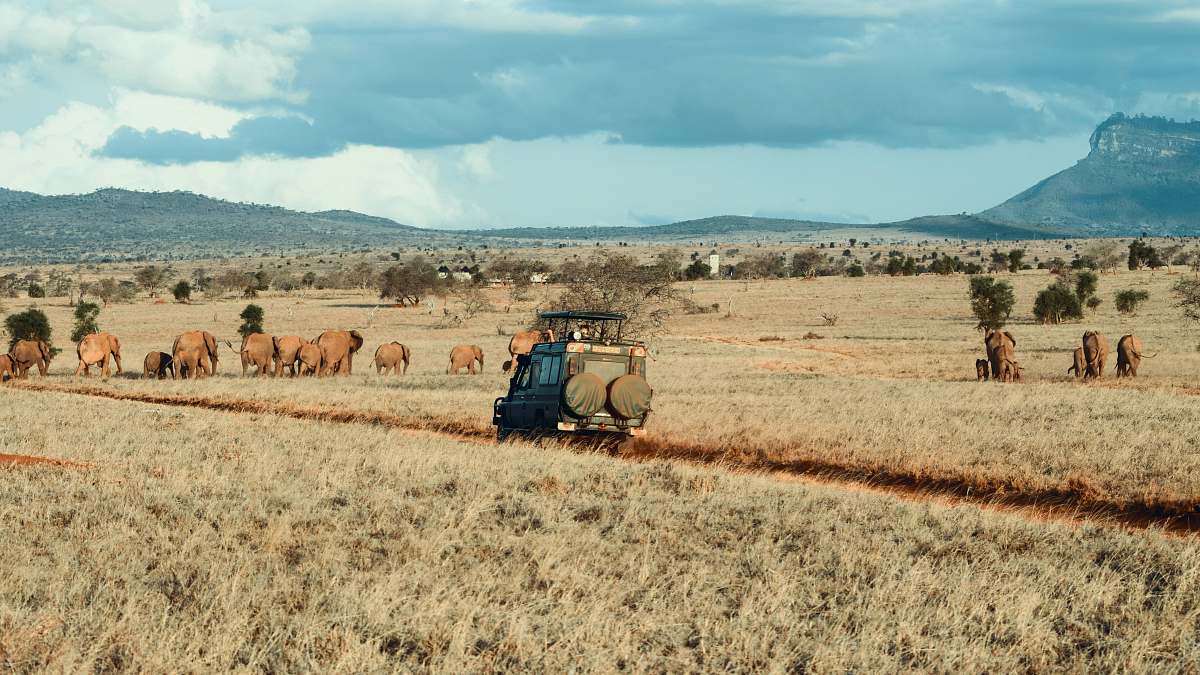 outdoors farm during daytime mammal