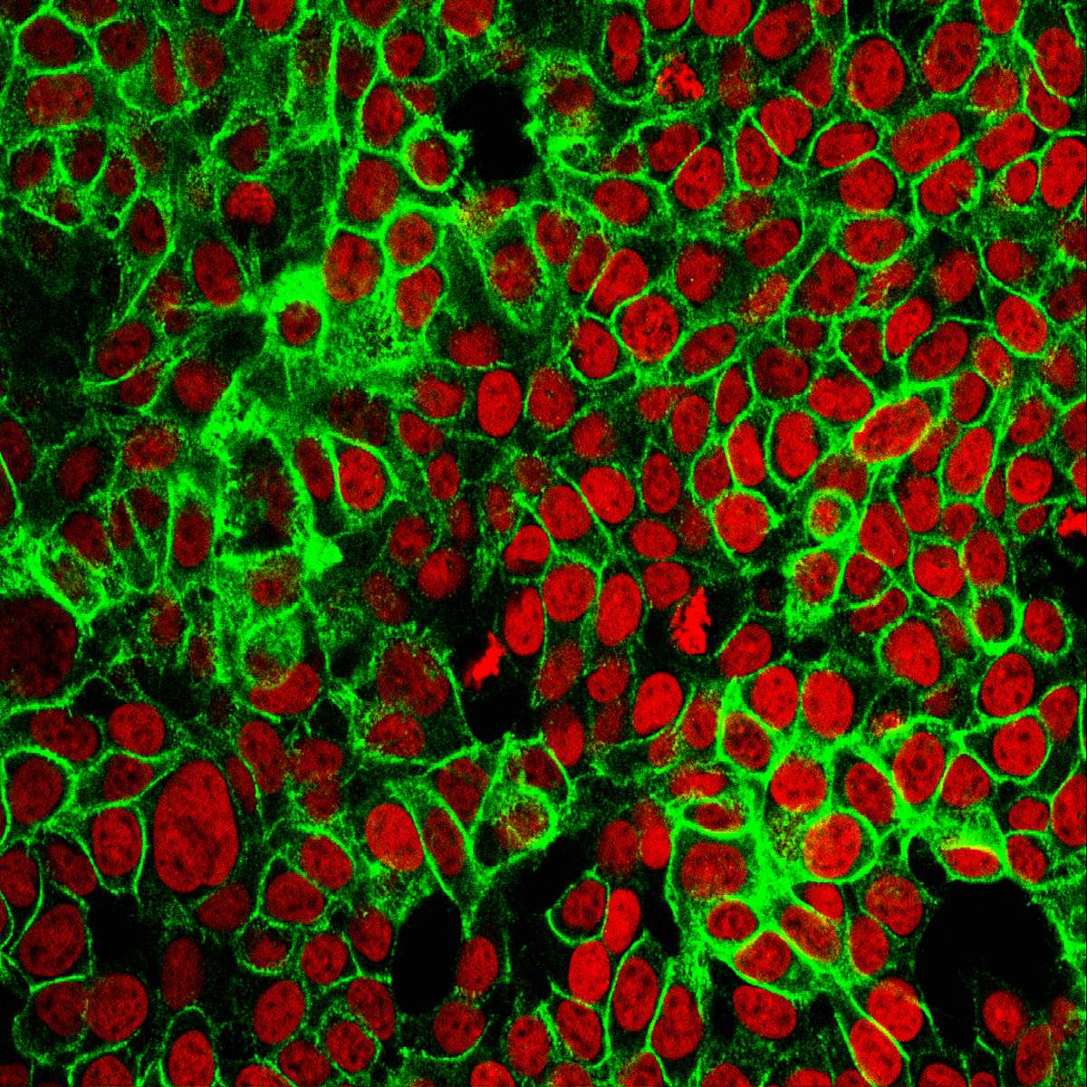 nucleus  cancer research