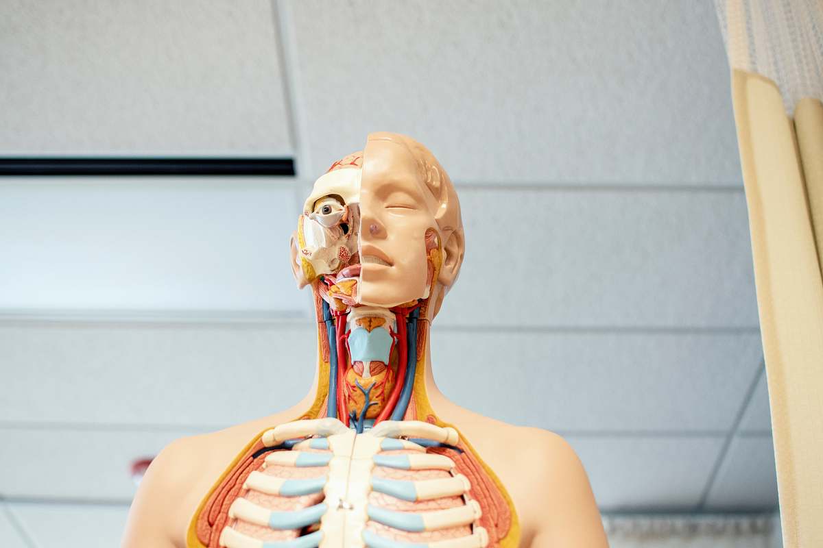 person human anatomy figure below white wooden ceiling human