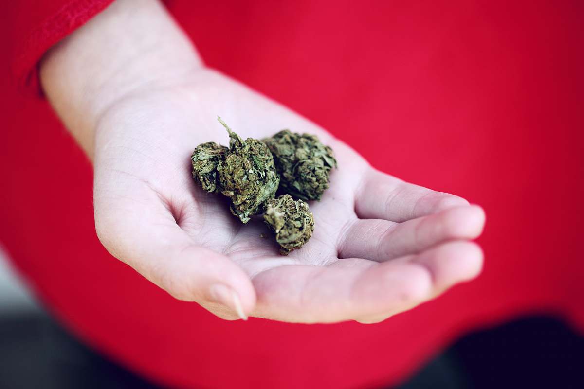 human kush on person's palm weed