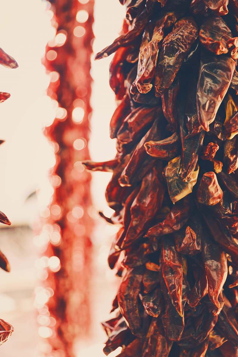 food  animal