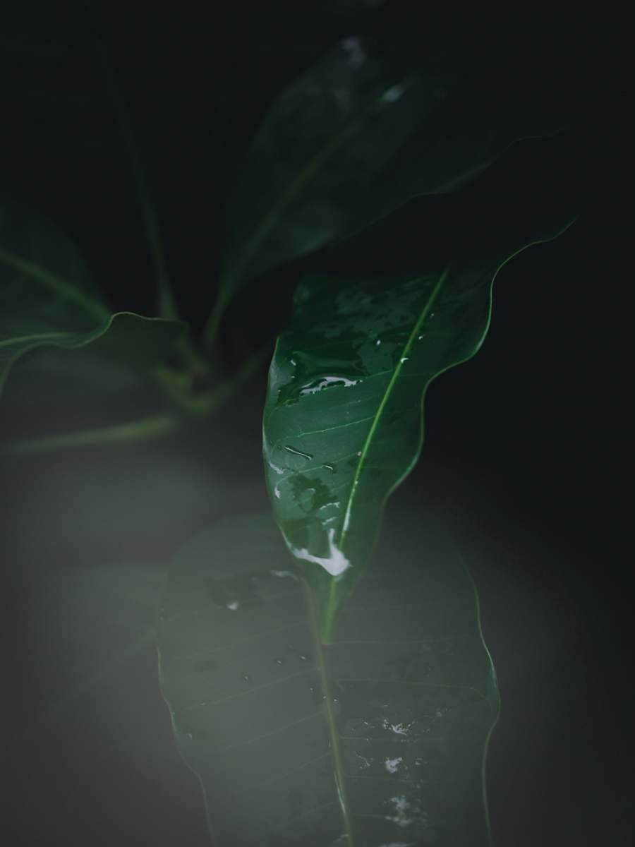 leaf  veins