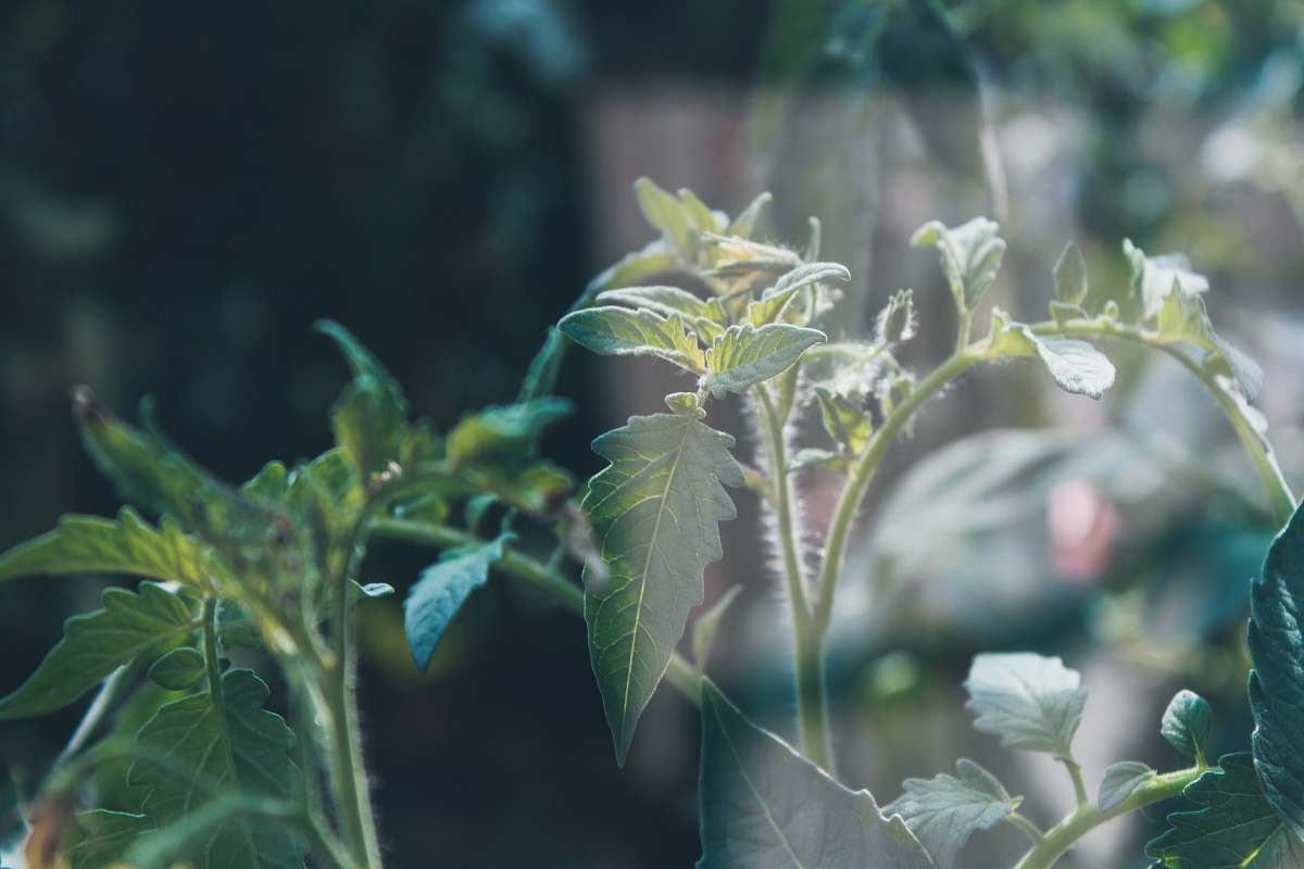 vegetation  bush