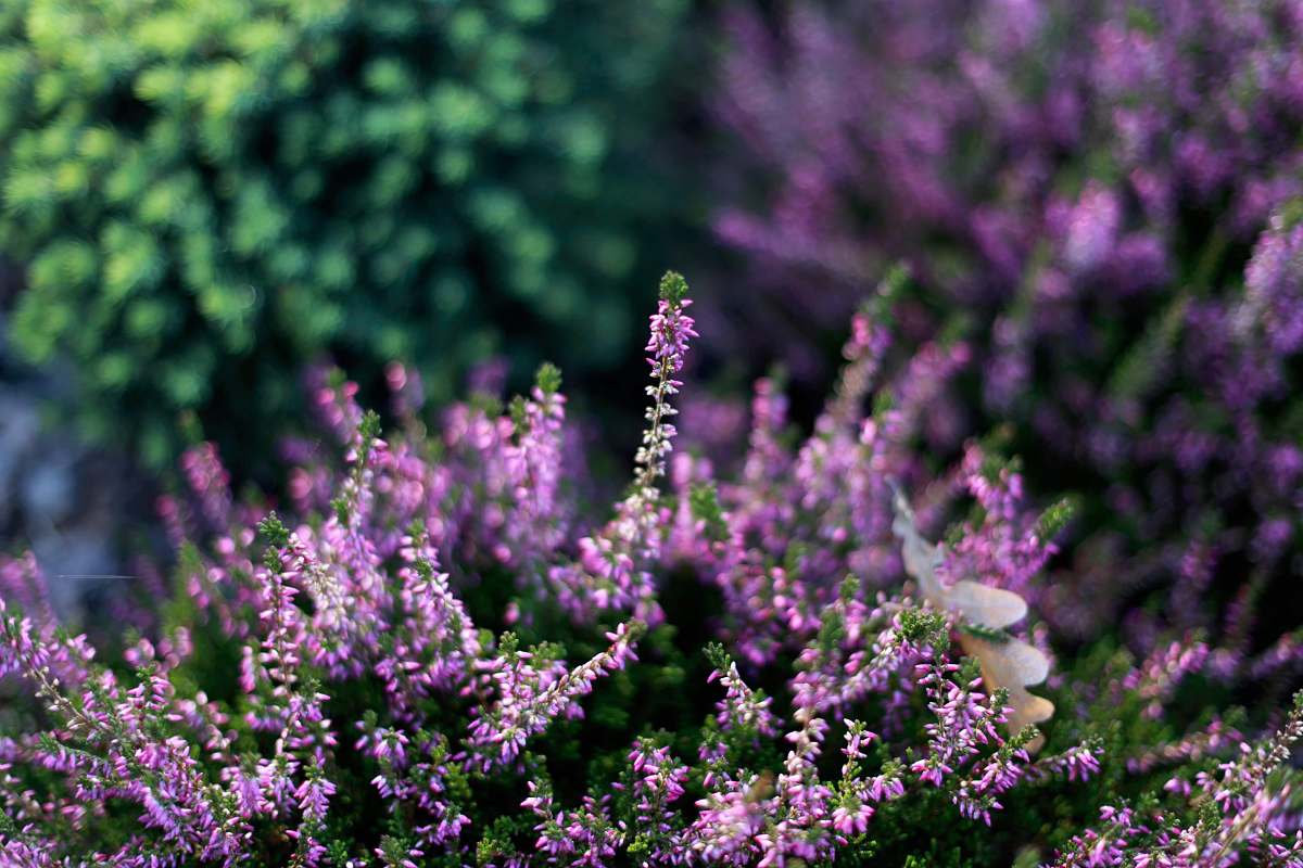 blossom blooming purple cluster flowers purple