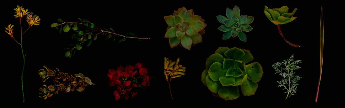 green close-up of succulent plants san diego