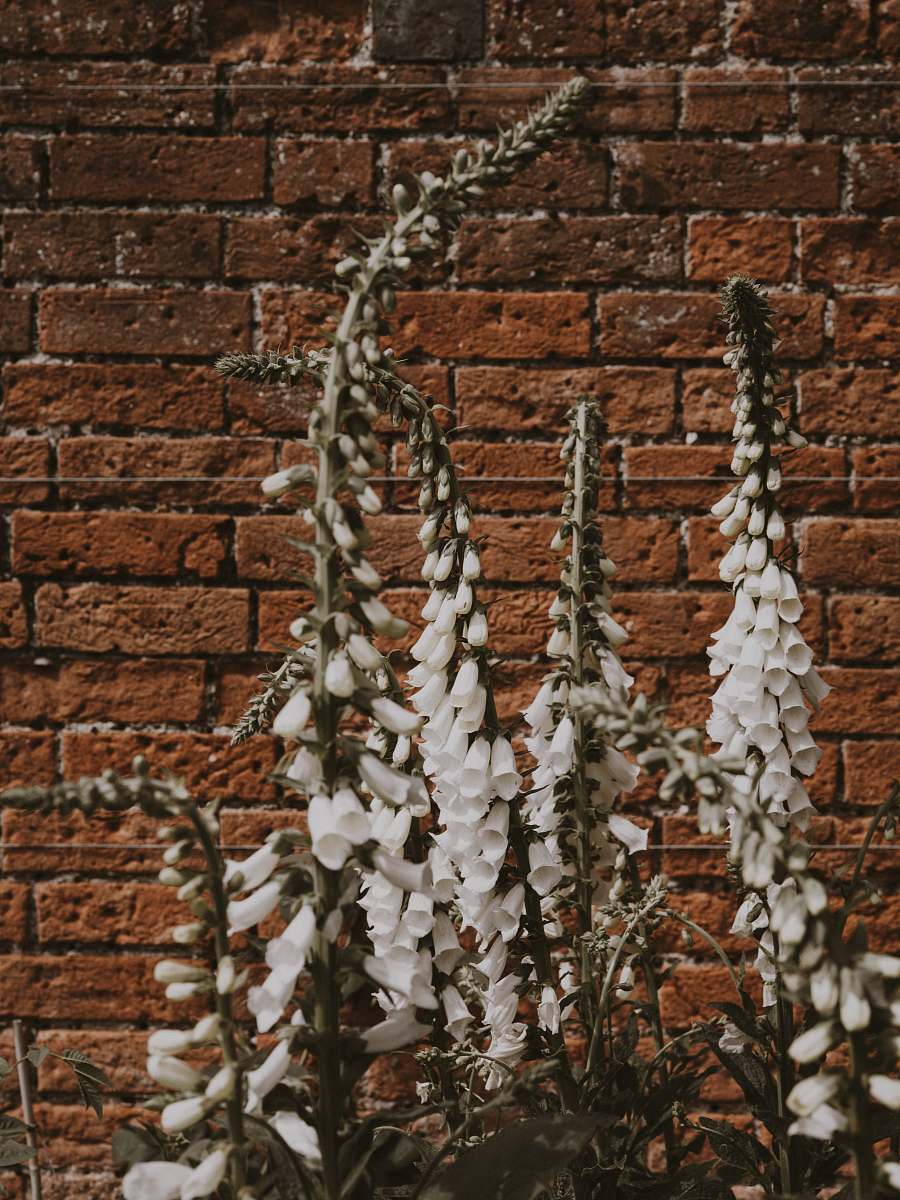 blossom flowers near wall brick
