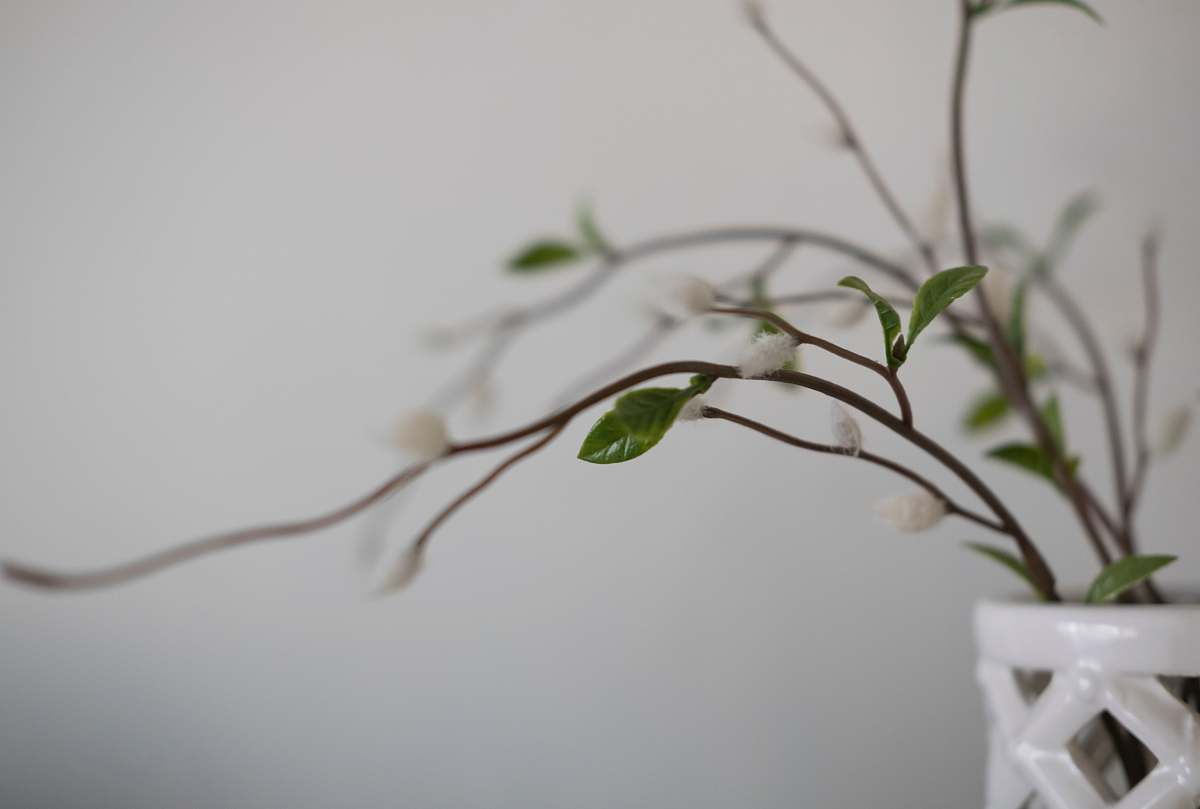 blossom green leafy plant flower
