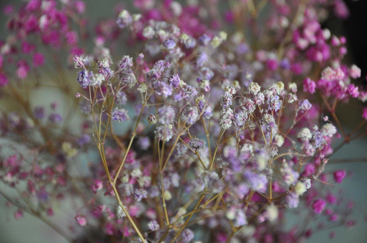 blossom pink and white petaled flower plant flower