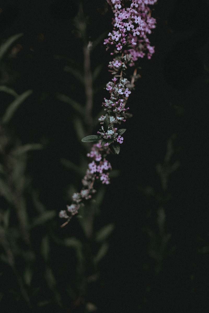 blossom purple petaled flower flower