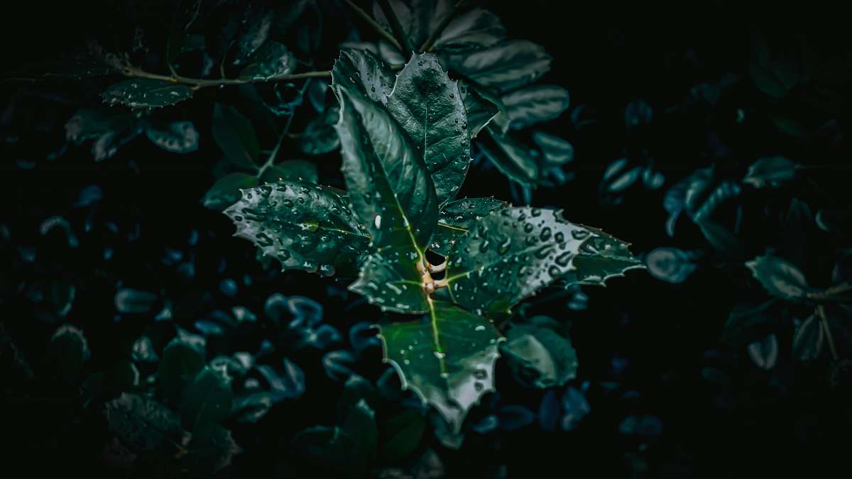 leaf selective-focus photograph of plant tree
