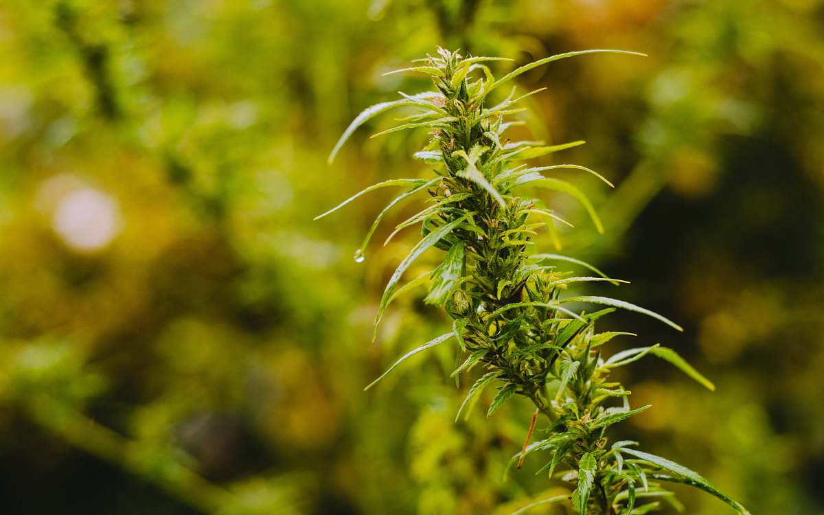 denmark selective focus photography of green leafed plant flora