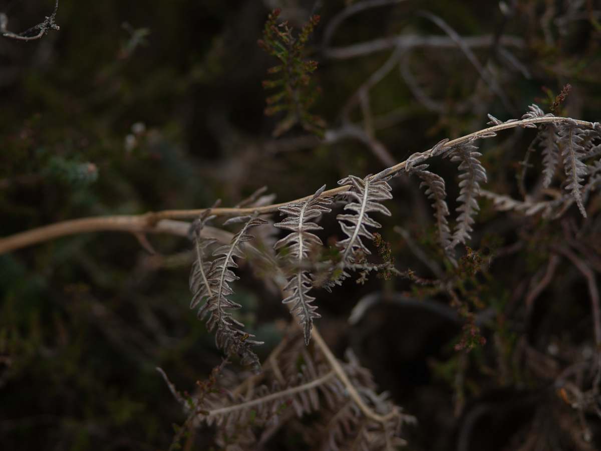 tree selective focus photography of green-leafed plant fern