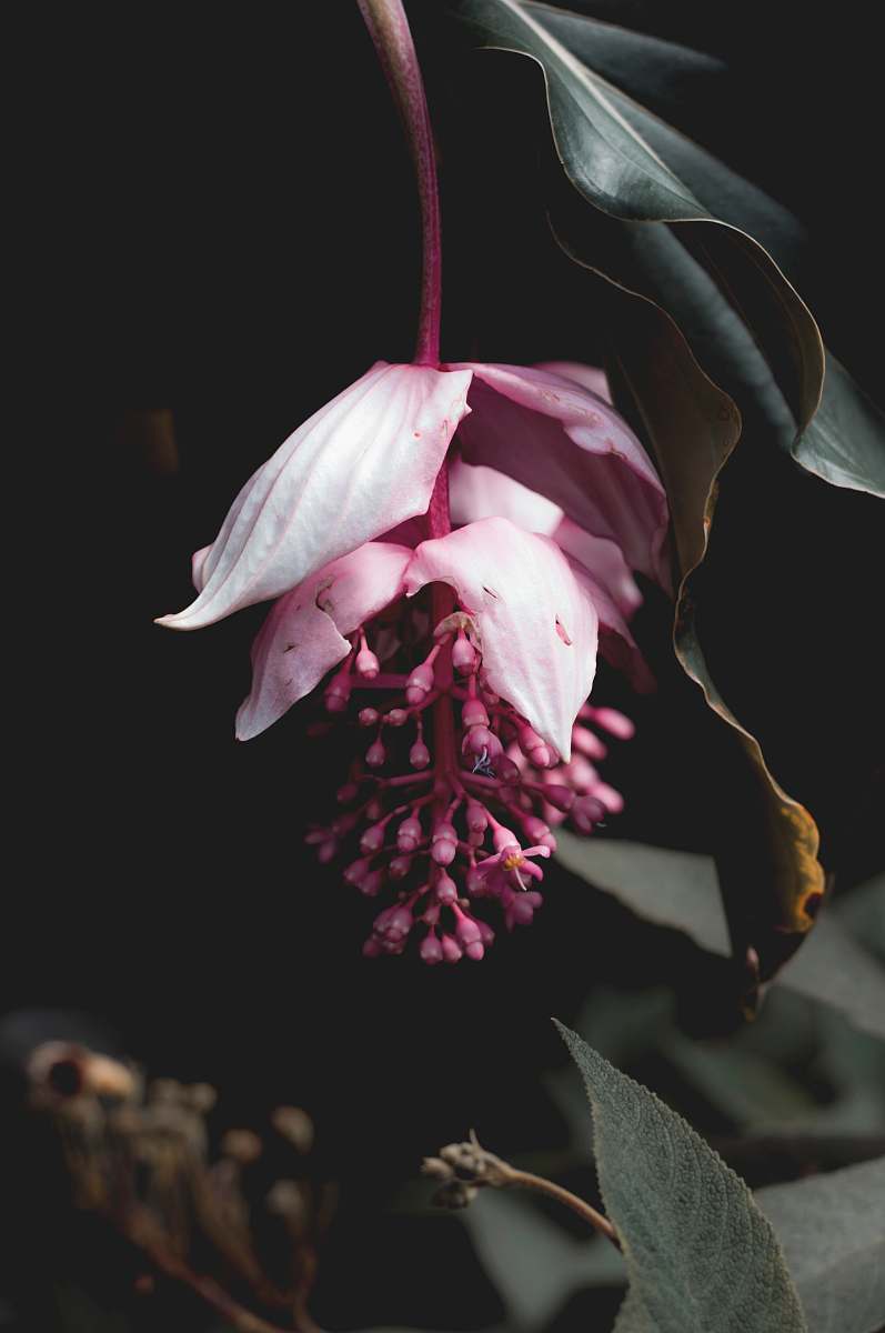 blossom selective focus photography of pink-petaled flower petal