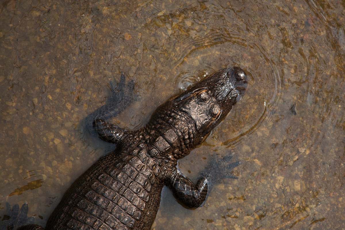 reptile crocodile on body of water animal