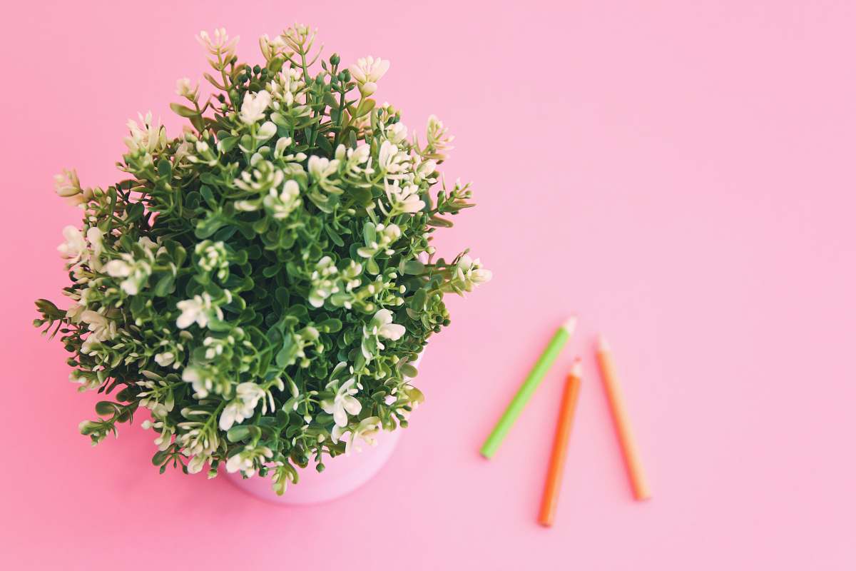 plant green plants pink