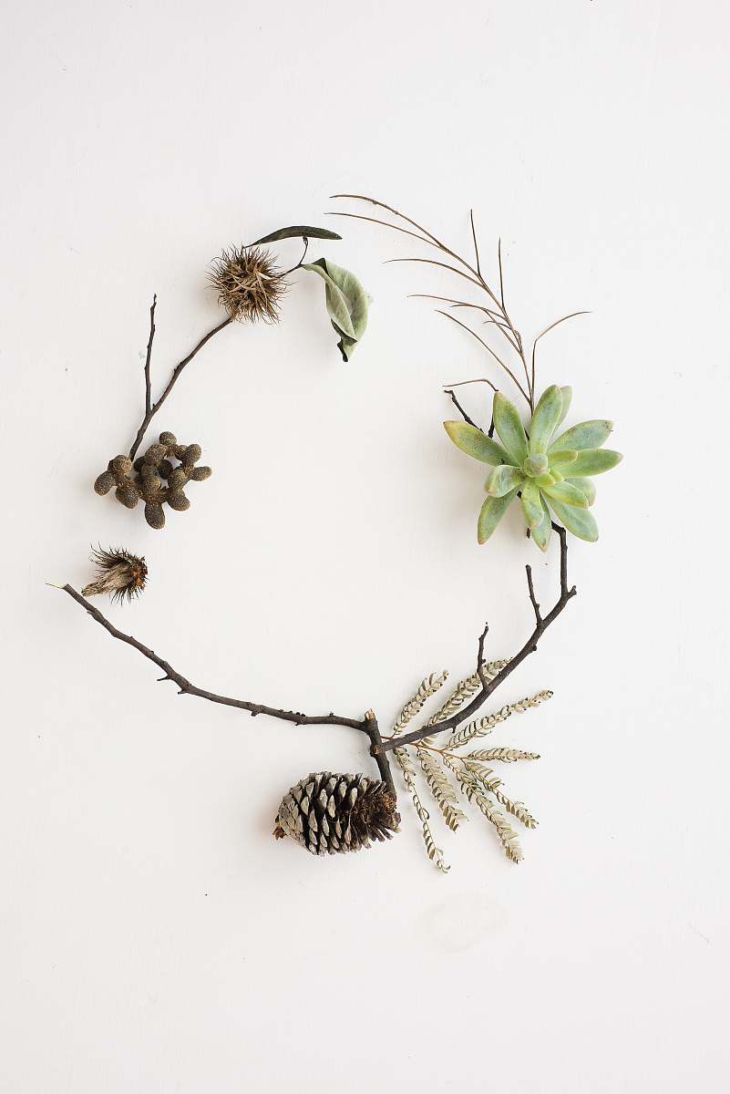 plant green succulent plant and pinecone nature