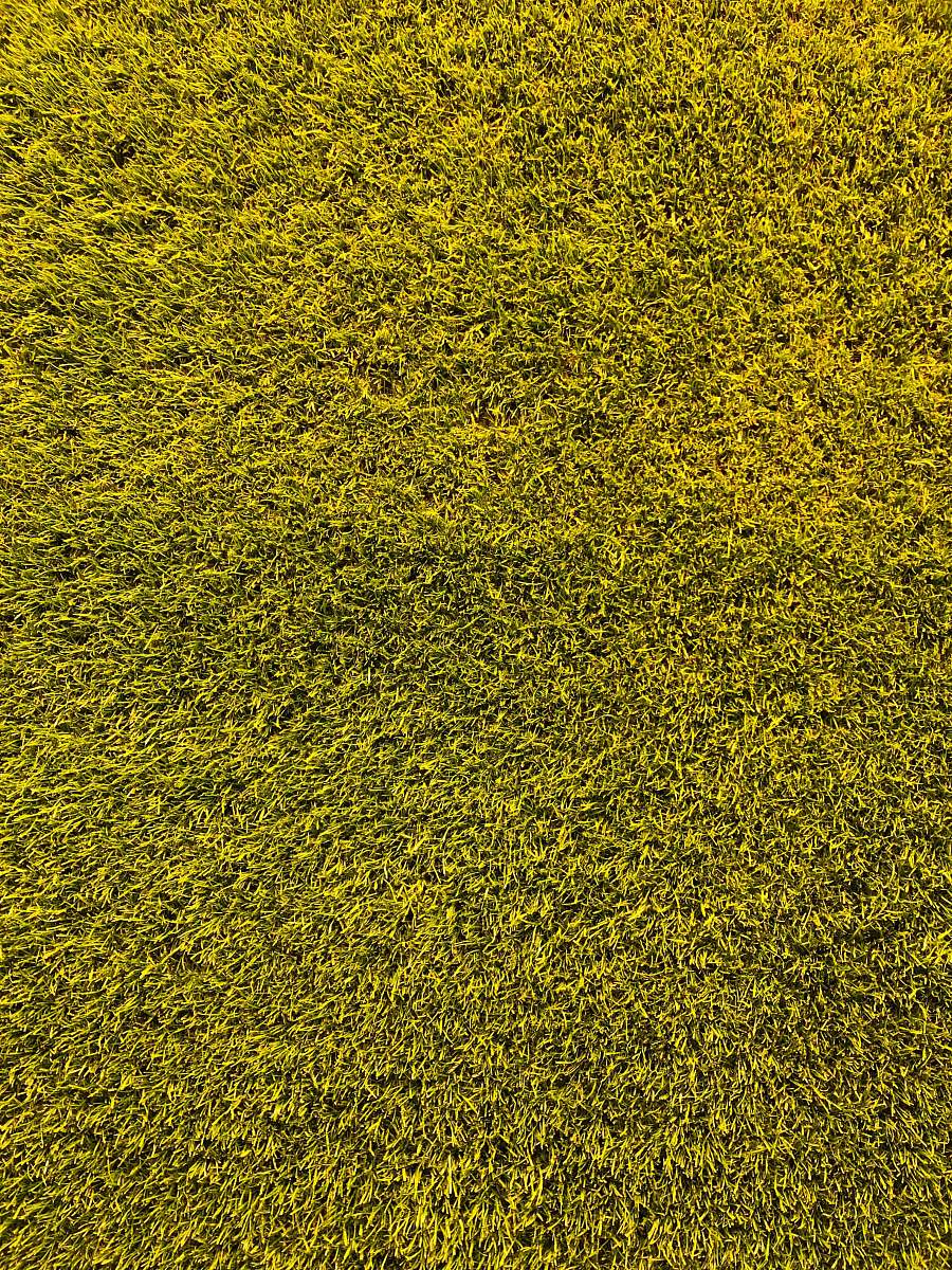 bayarena green grass field leverkusen