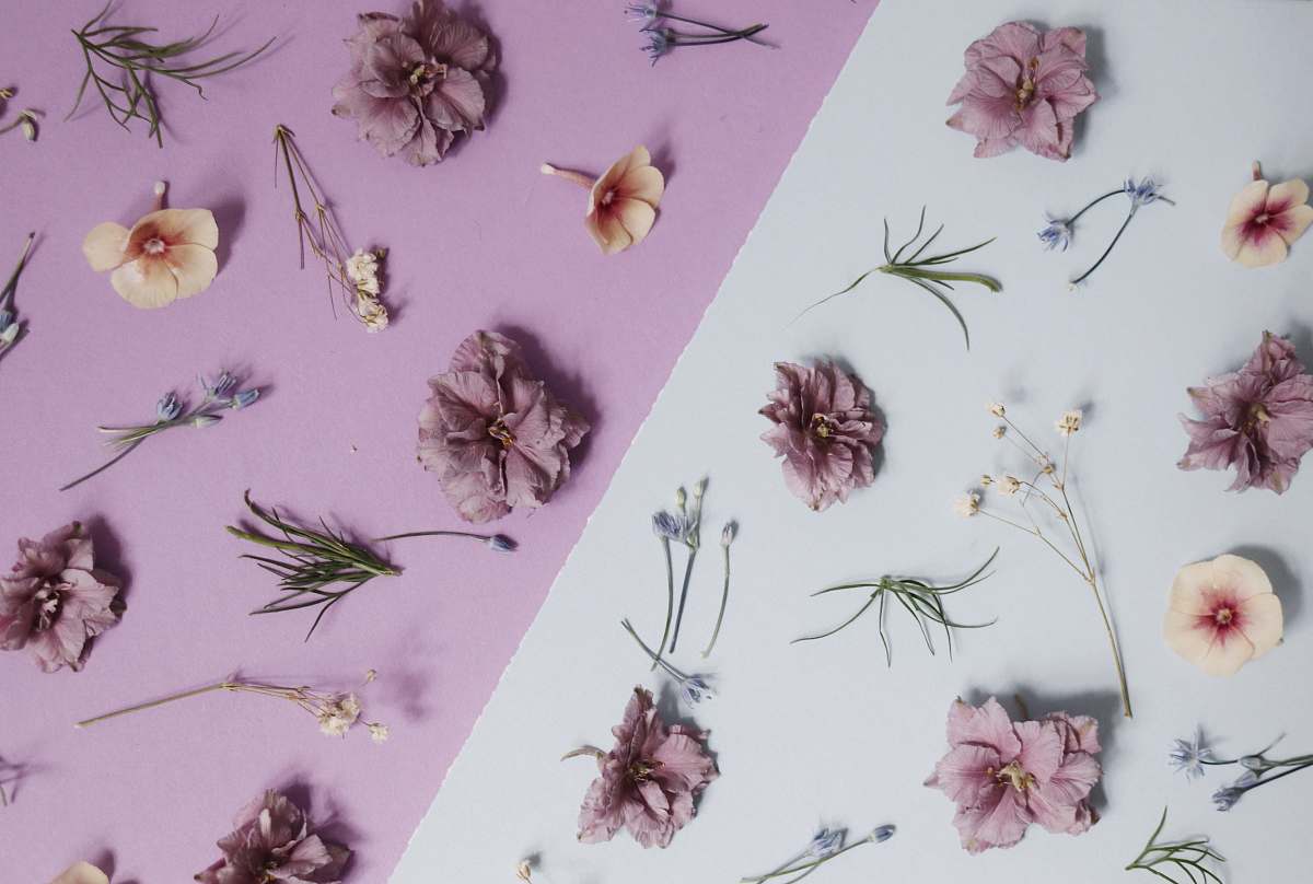 person pink petaled flowers people