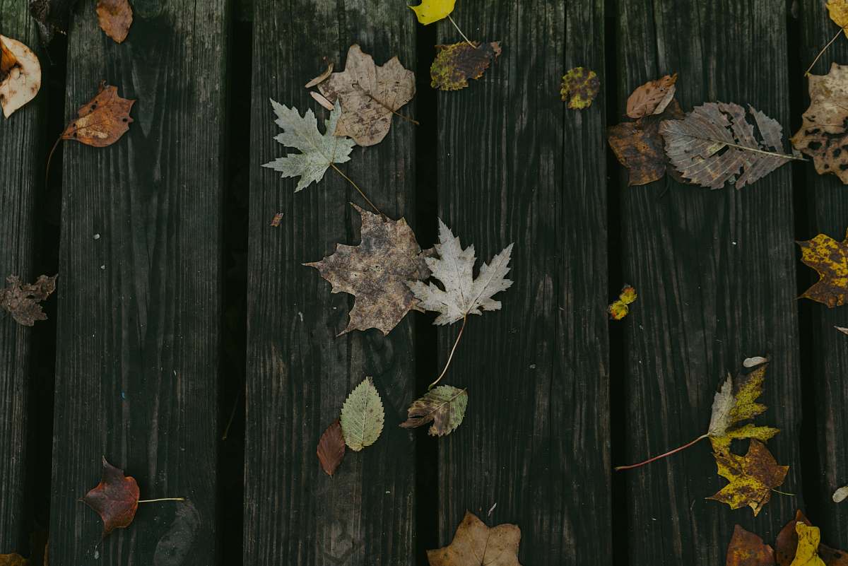 human maple leaves on brown wooden board people