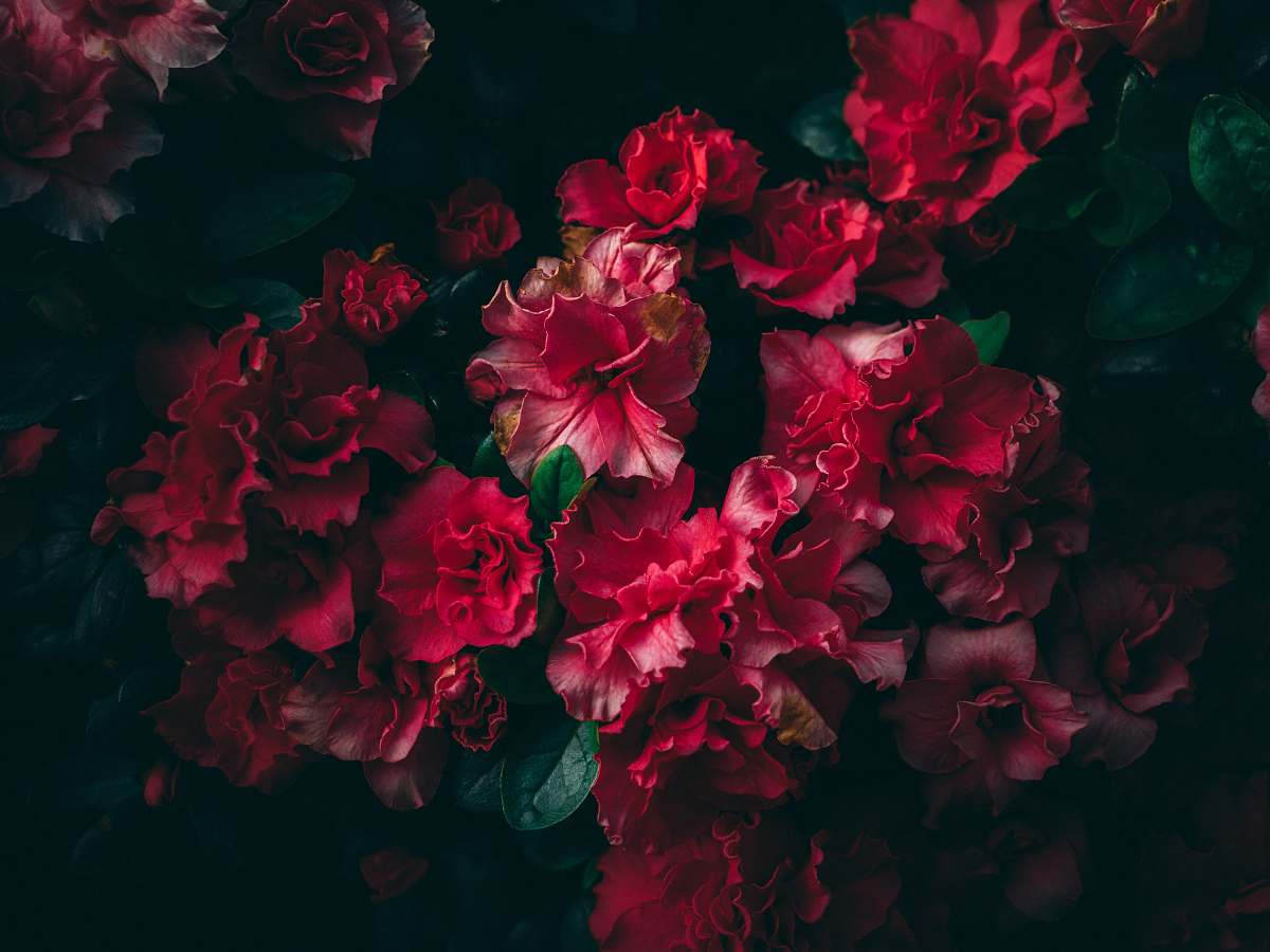 human selective focus photography of pink-and-red clustered flowers flower