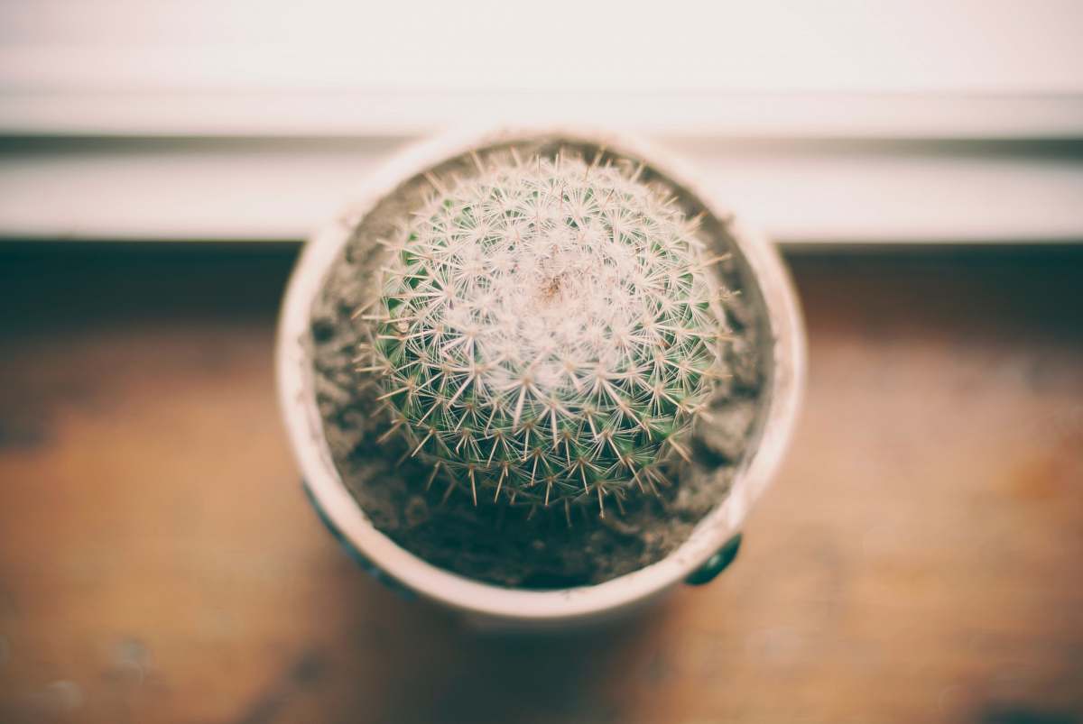 cactus ball cactus photography near window succulent