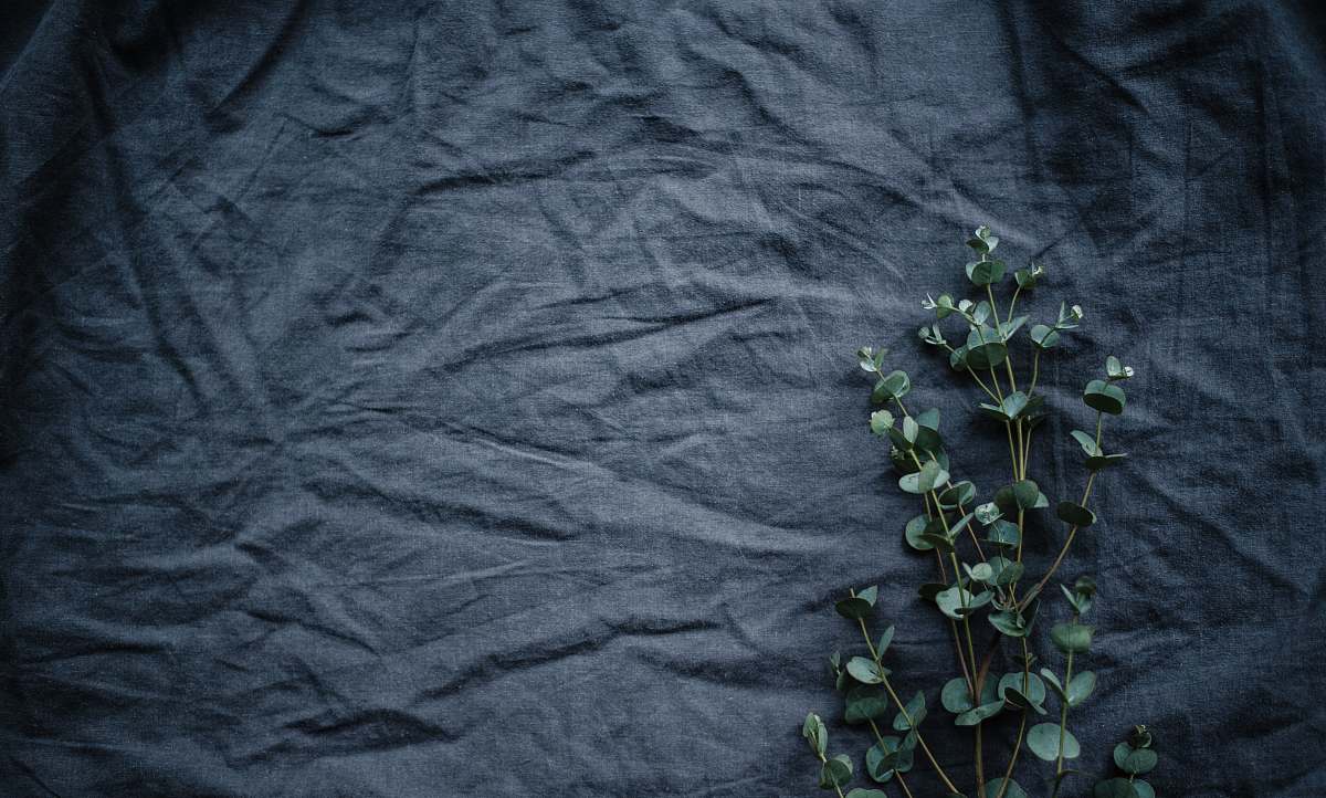grey green leafed plant flora