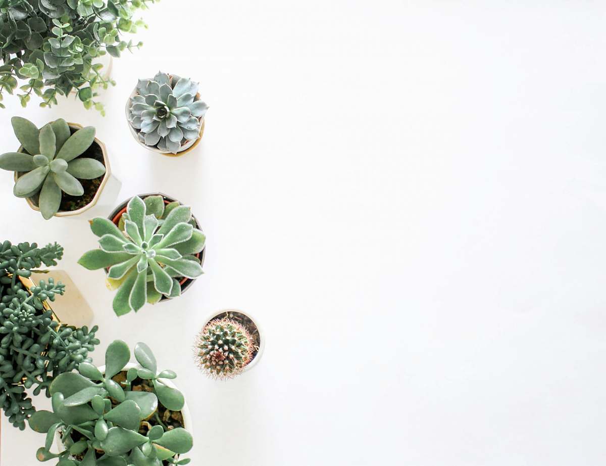 bead green succulent plant near plant accessories