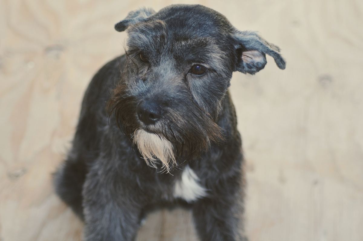 a small black dog standing on a wooden floor