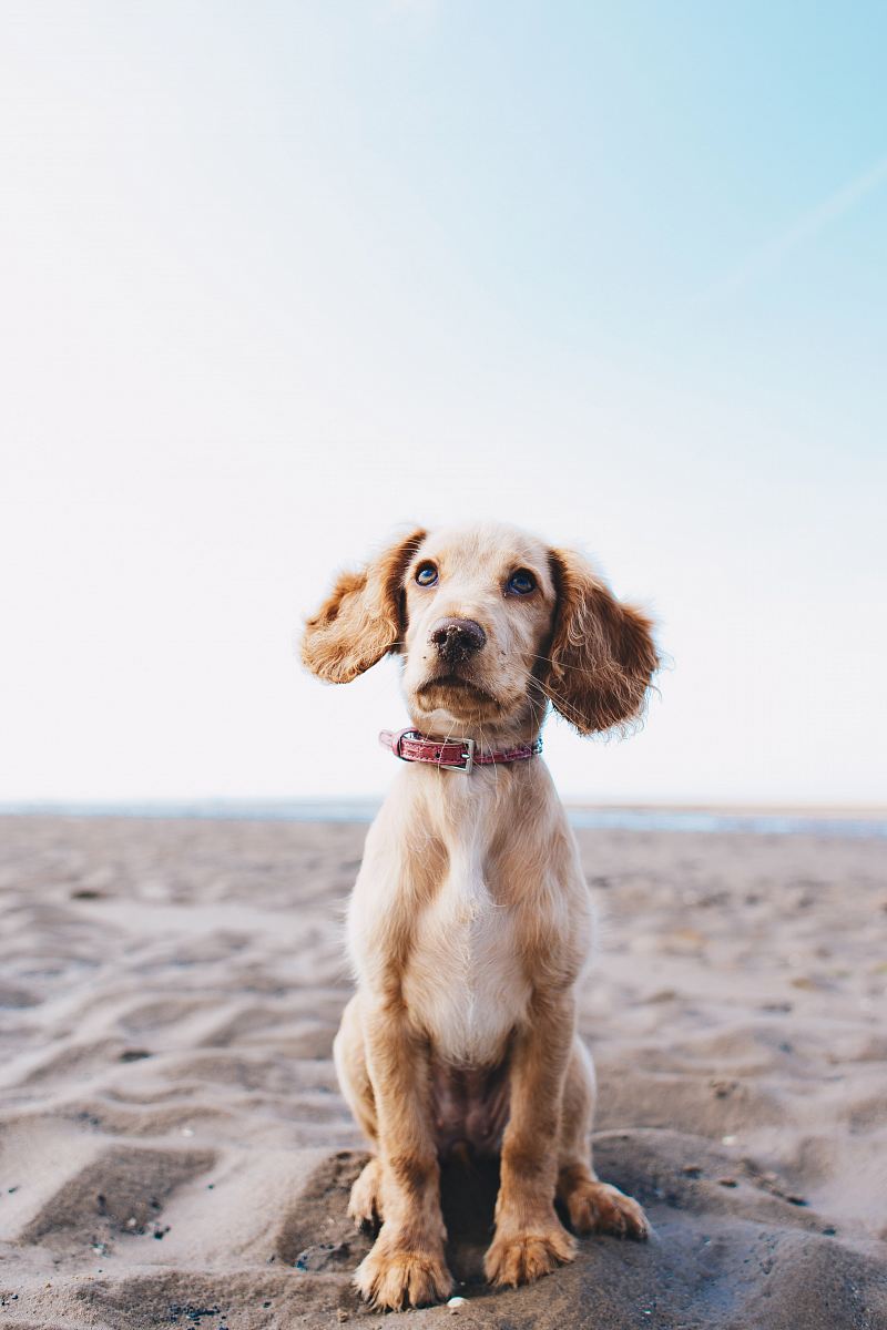 Capture the essence of tranquility with this stunning image of a dog sitting gracefully on the sandy beach. The scene is perfect for showcasing the bonds of companionship, the joy of outdoor adventures, and the serenity of coastal life. Ideal for use in pet-related content, travel blogs, or relaxation-themed materials, this image beautifully portrays a moment of peace in nature's paradise.