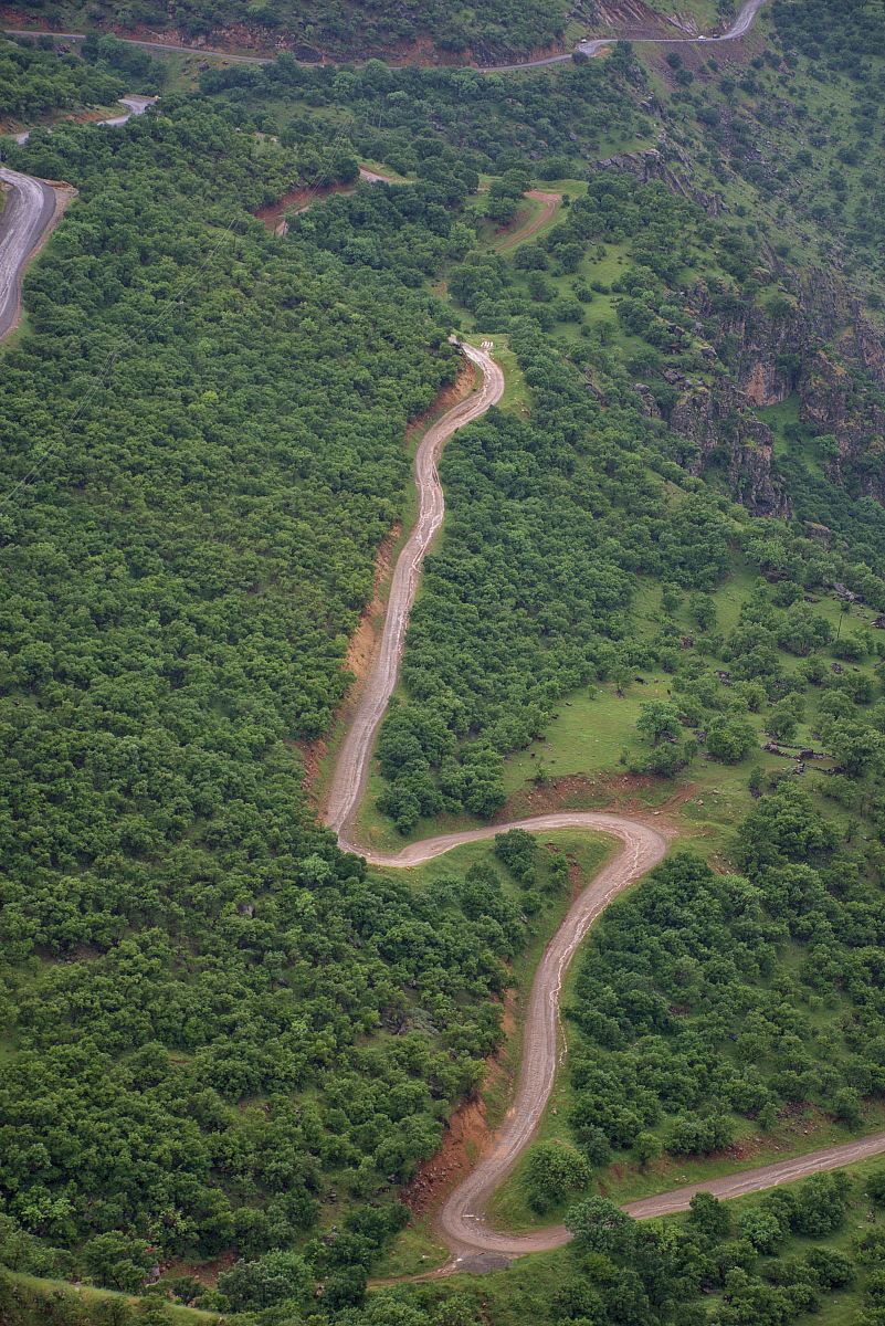 aerial photo of forest