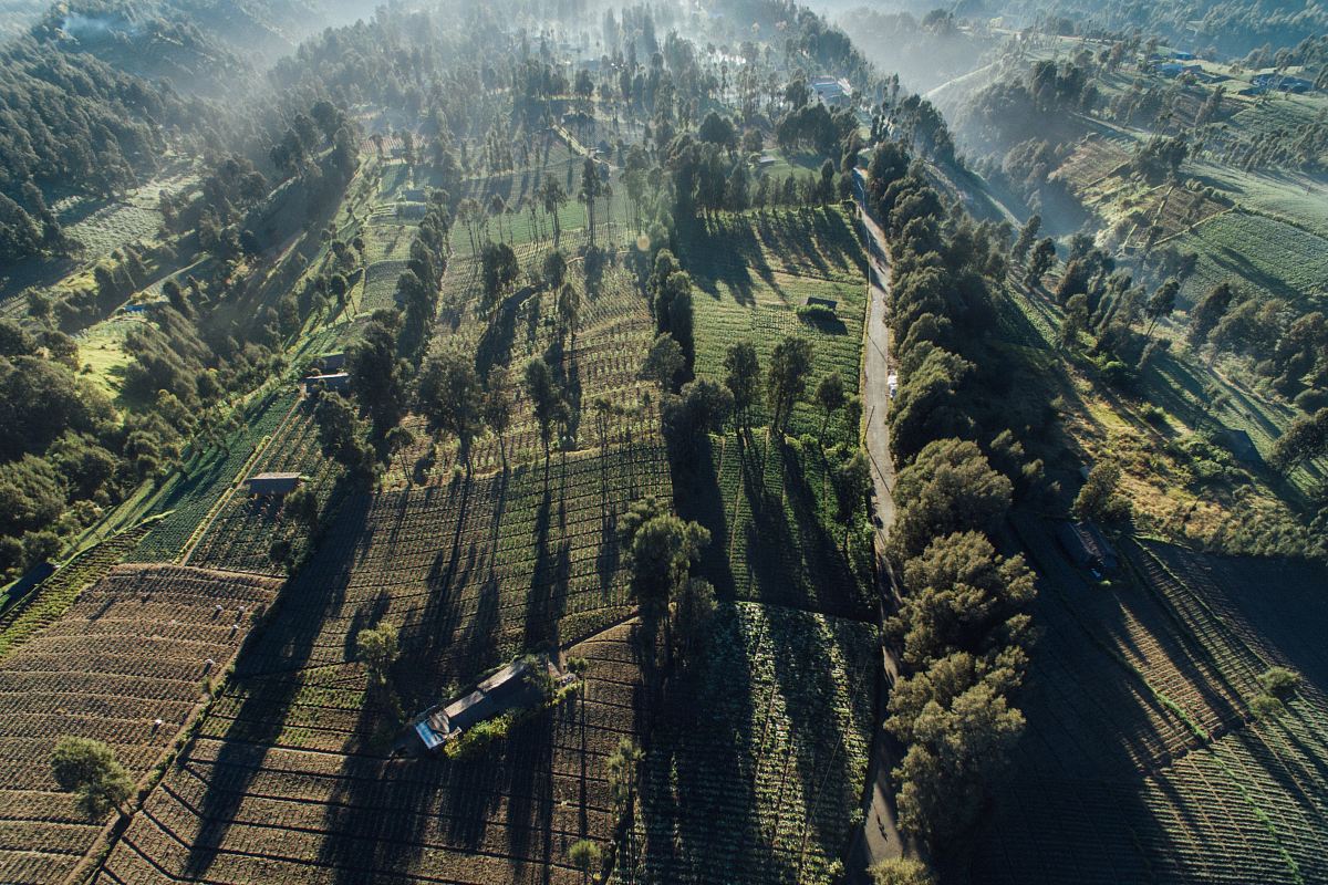 aerial photo of green-leafed trees
