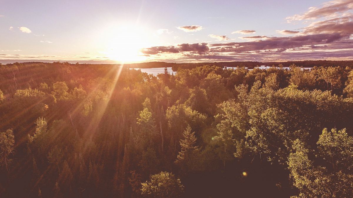 aerial photography of sunlight pass through tall trees