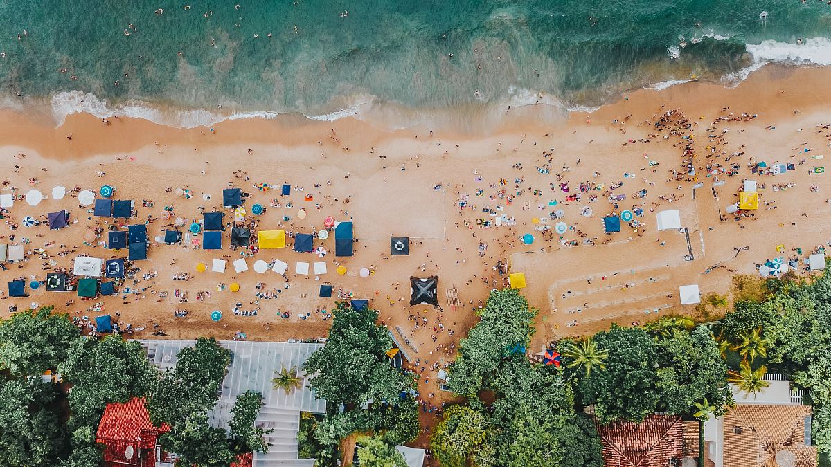aerial photography of trees beside seashore during daytime