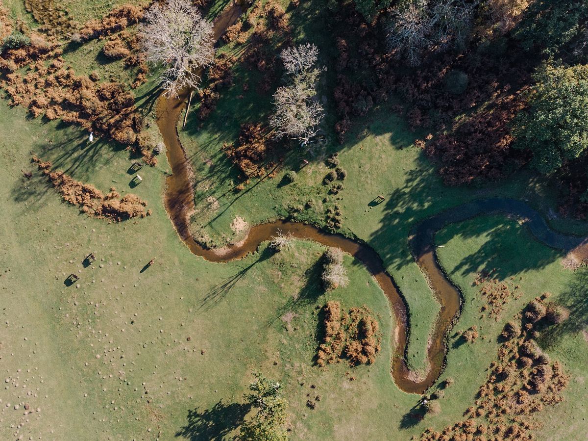 aerial view photography of trees