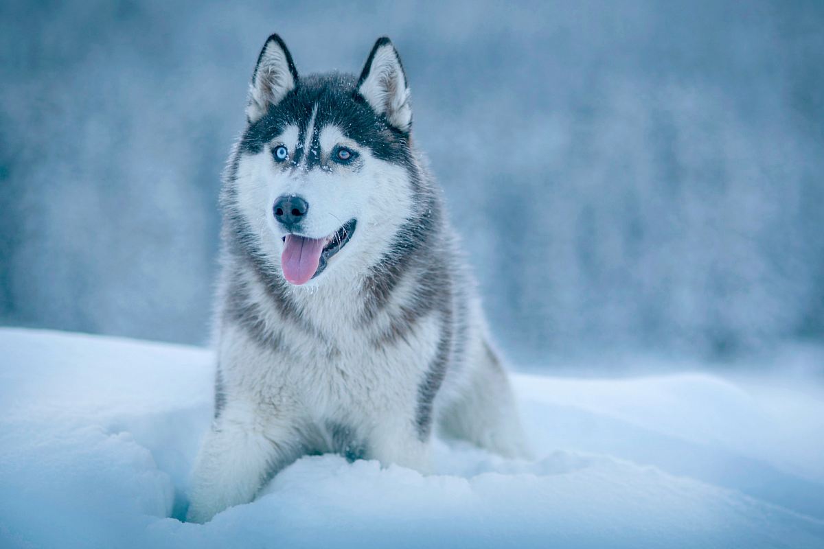 Alaskan Malamute walking on snow field