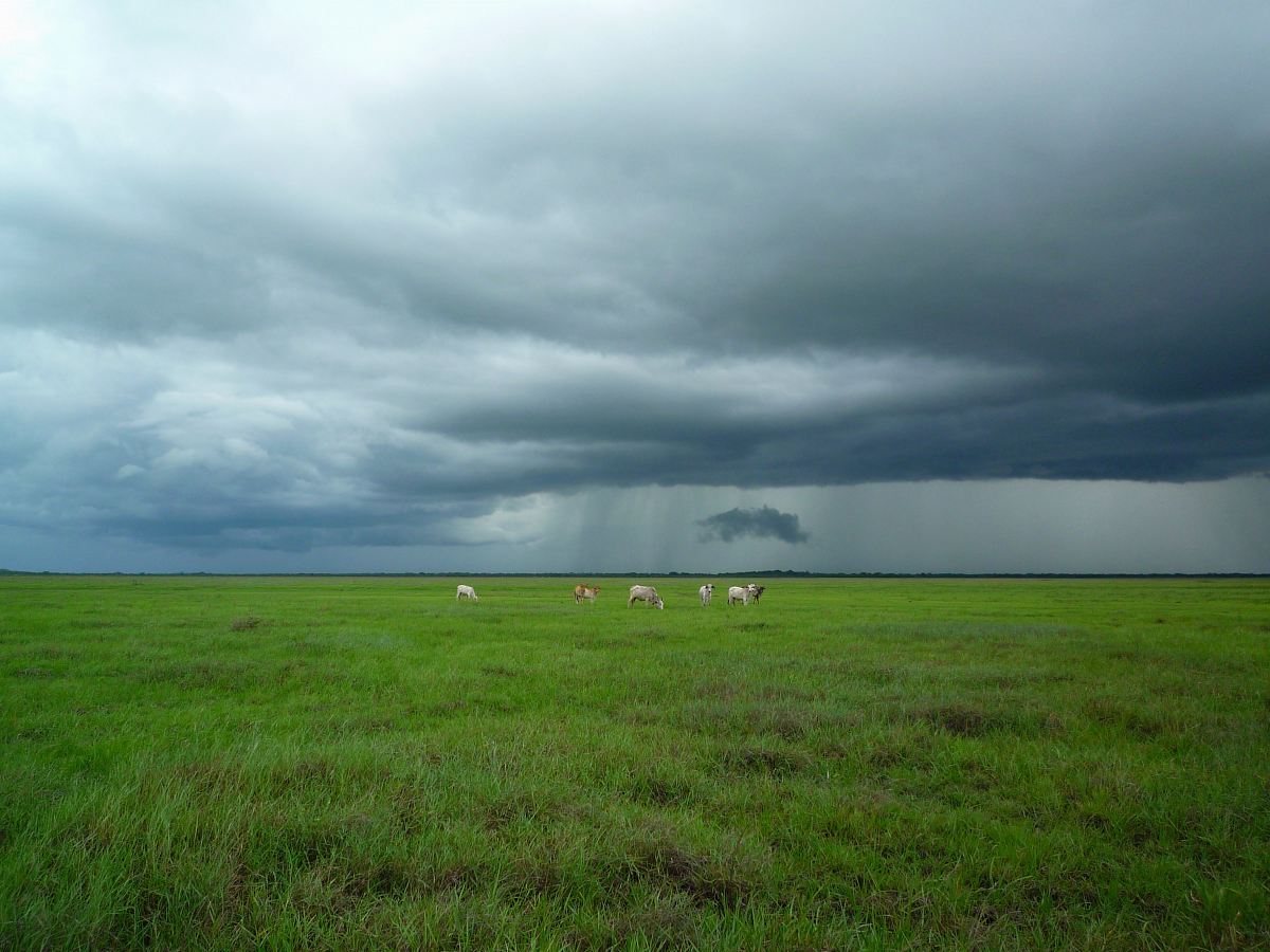 animals on green field under cloudy sky