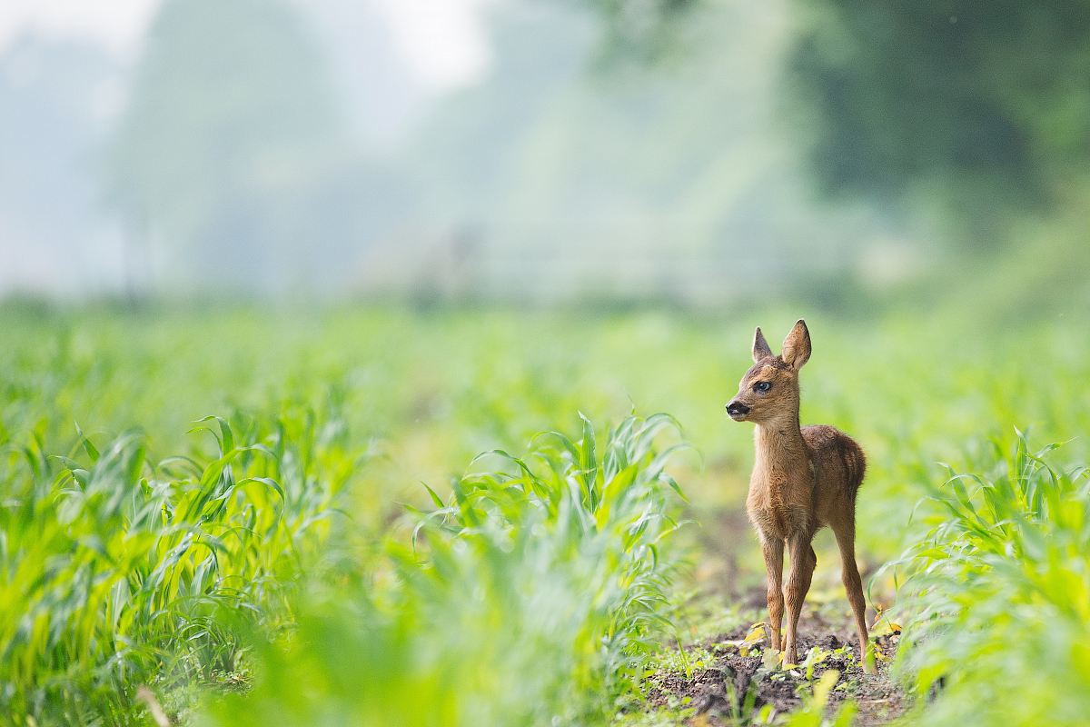 beige baby deer on brown soil between green grasses at daytime