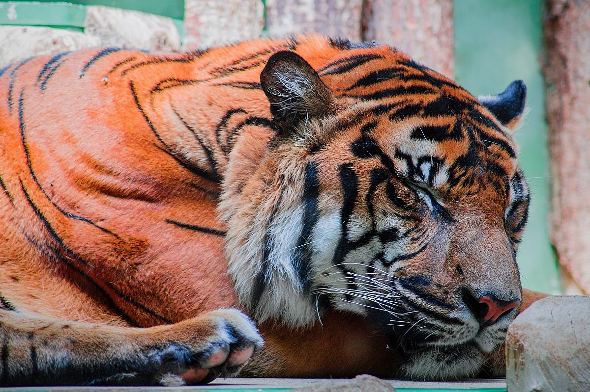 bengal tiger beside brown fence