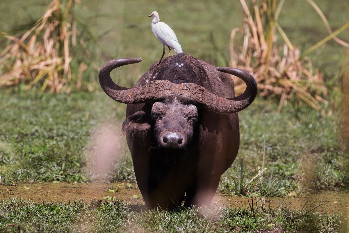 bird on buffalo at daytime