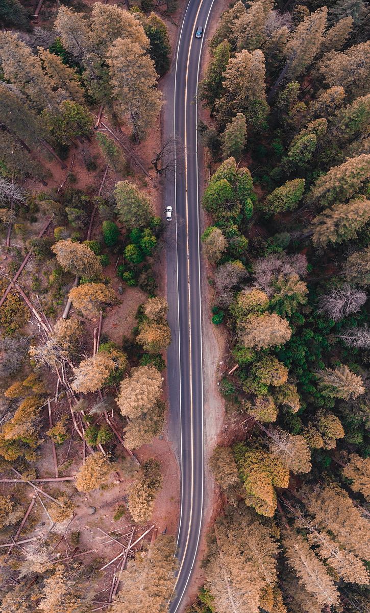 bird's eye view photo of road in the middle of forest
