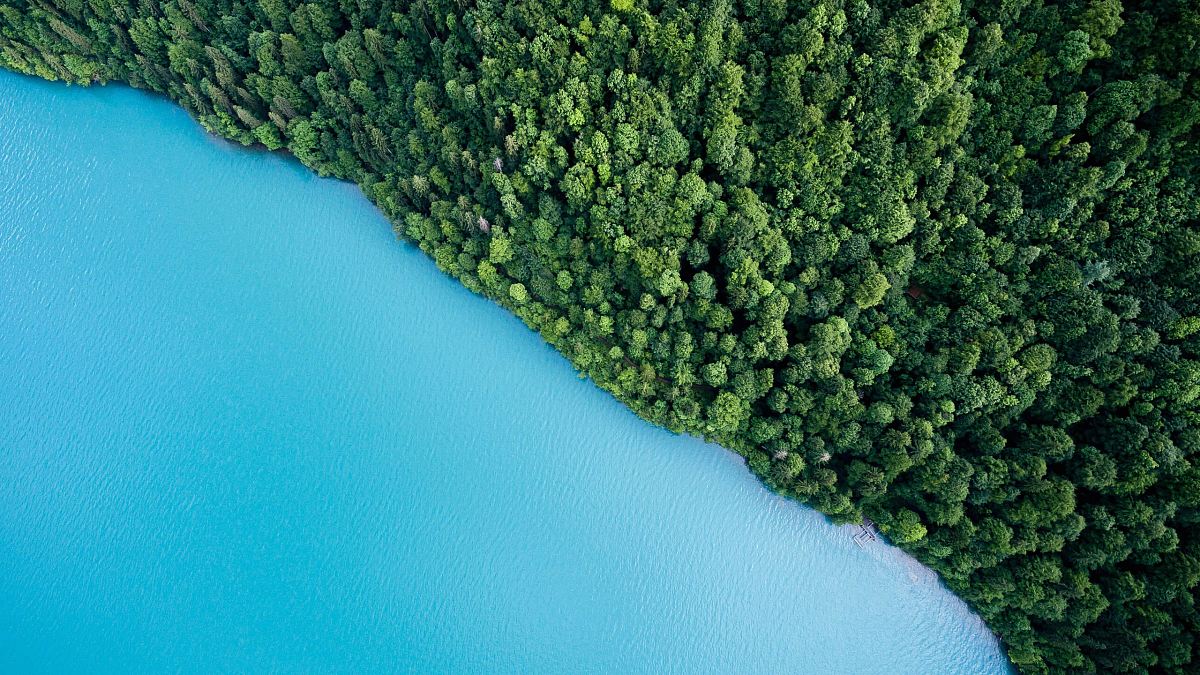 bird's eye view photography of trees and body of water