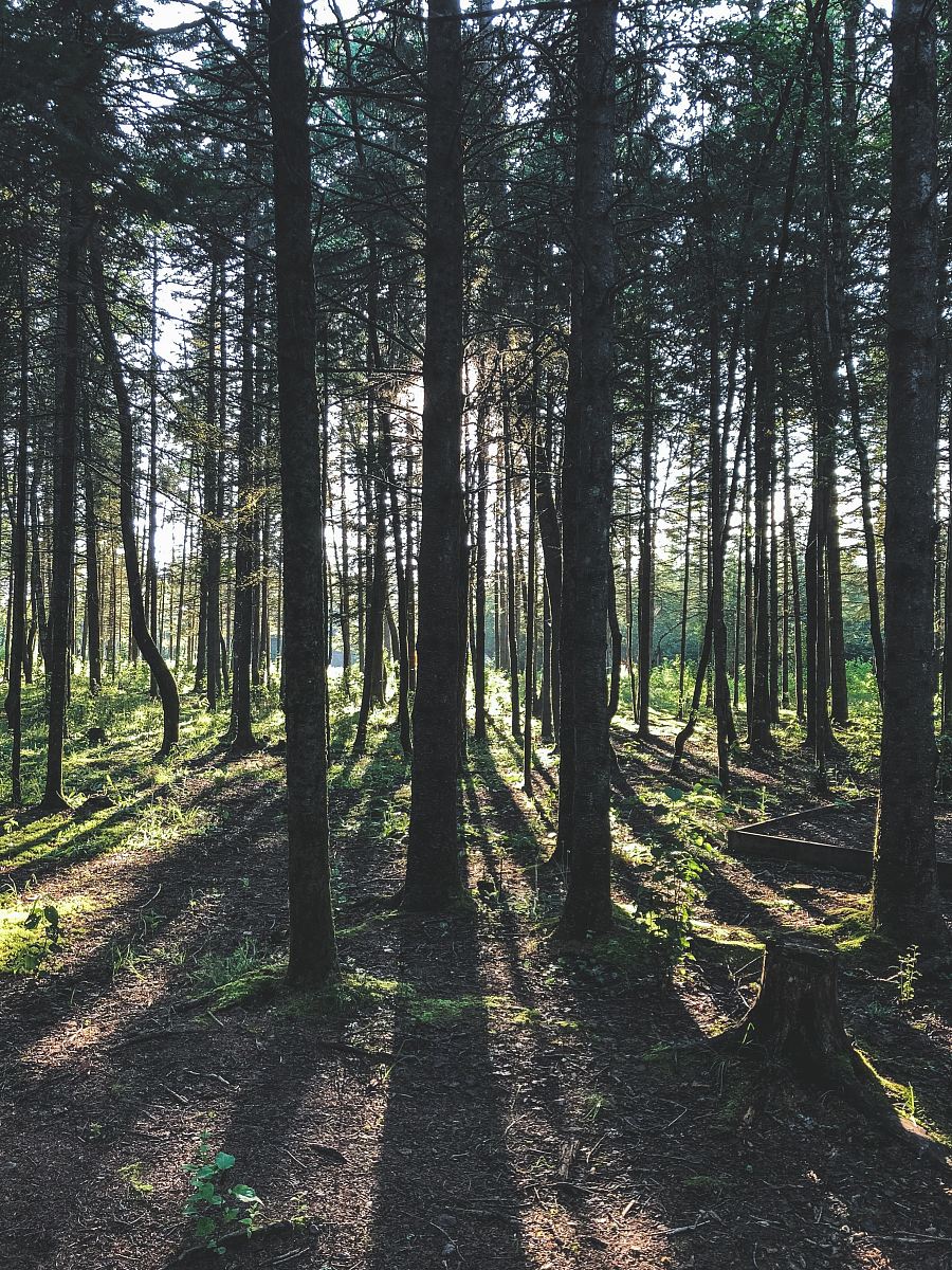 black and green trees at daytime
