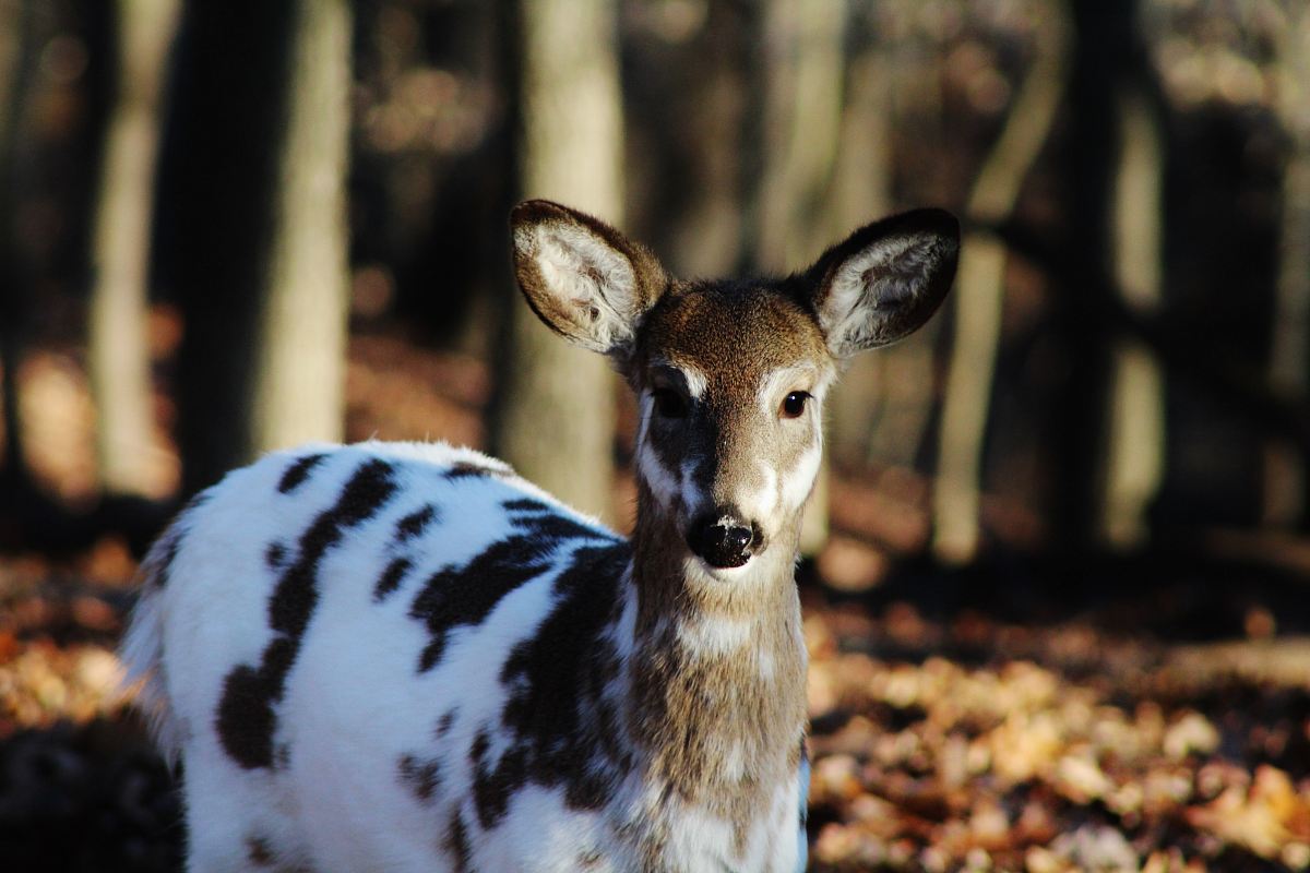black and white deer