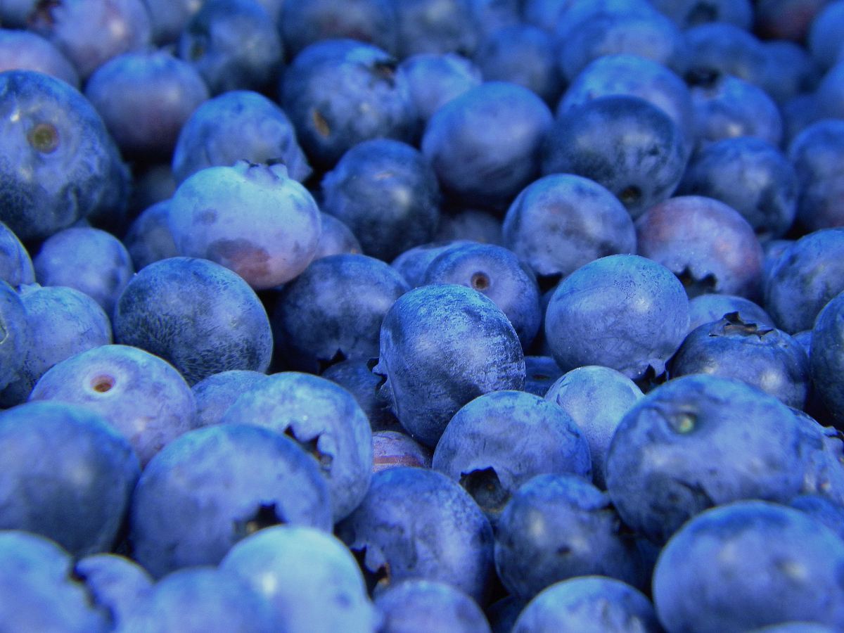 black berries lot