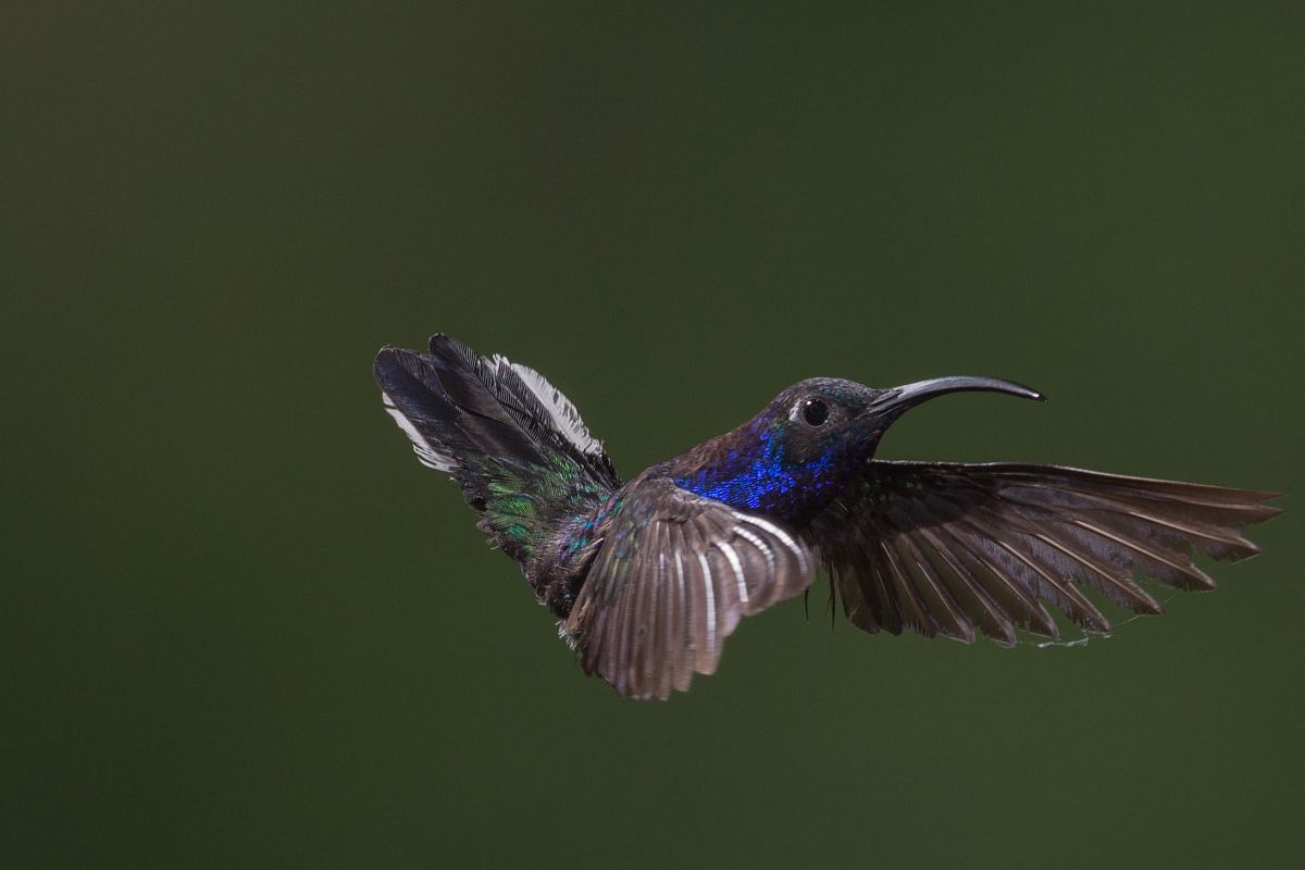blue hummingbird flying