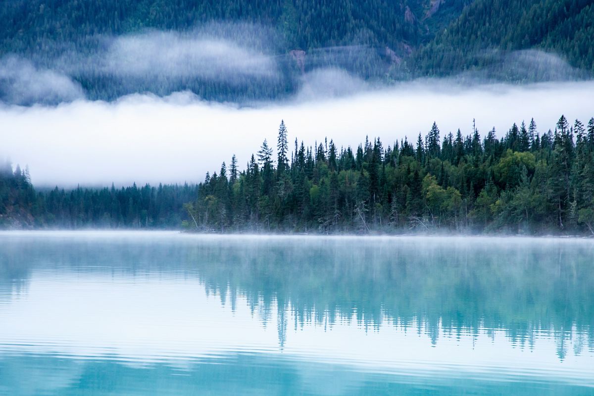 body of water surrounding with trees