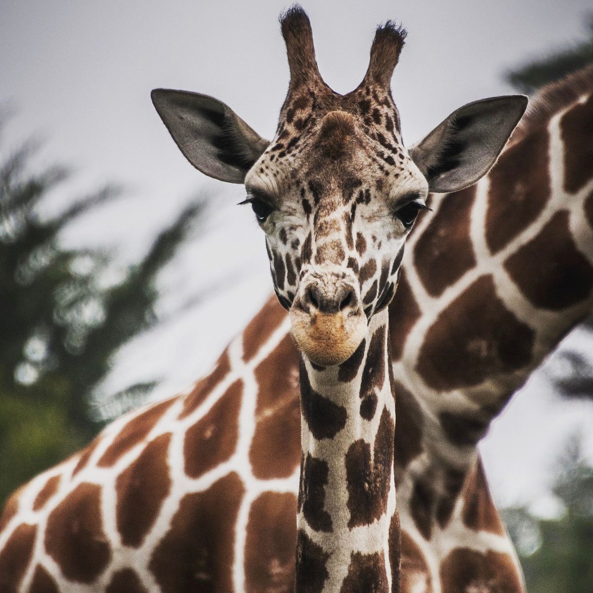 brown and white giraffe in closeup photography